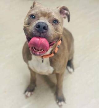 Mixed Breed Dogs Available for Adoption in West Chester, Pennsylvania - Maylee | PetCurious