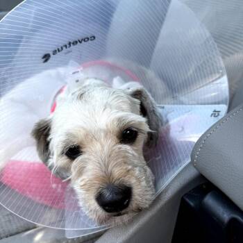Annie -  Poodle and Mixed Breed Dog for Adoption in Fayetteville, Arkansas - Annie | PetCurious