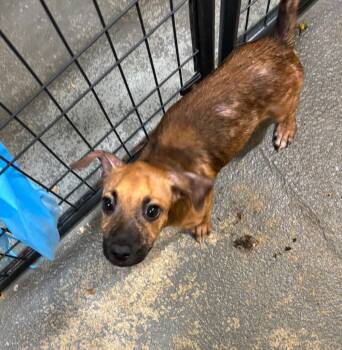 Rescue Terrier Dogs for Adoption in Ruston, Louisiana - Major | PetCurious