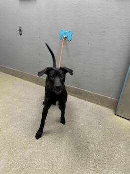 Labrador Retriever Dogs Available for Adoption in Las Vegas, Nevada - LIGHTNING SPEED | PetCurious