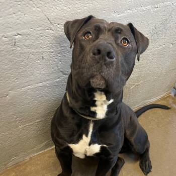 Hippo -  Bullmastiff Dog for Adoption in Edinburg, Virginia - Hippo | PetCurious