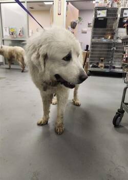 Great Pyrenees Dogs Available for Adoption in Riverside, California - THOMAS | PetCurious