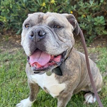 Maurice -  American Bulldog Dog for Adoption in Goleta, California - Maurice | PetCurious