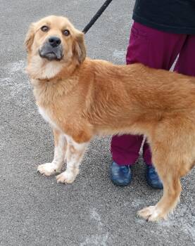 Rescue Golden Retriever Dogs for Adoption in Maynardville, Tennessee - Willow | PetCurious