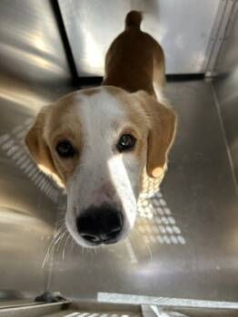 Rescue Cardigan Welsh Corgi and Retriever Dogs for Adoption in Fort Worth, Texas - 59803347 | PetCurious