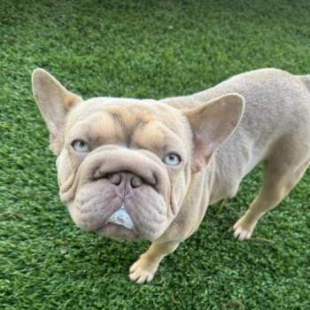 French Bulldog Dogs Available for Adoption in Austin, Texas - Peep | PetCurious