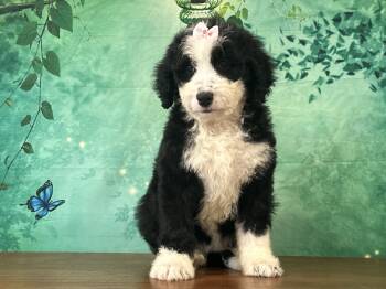 Jessie -  Bernedoodle Dog for Sale in Owenton, Kentucky - Jessie | PetCurious
