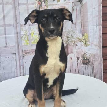 Hound and Beagle Dogs Available for Adoption - Frosty | PetCurious