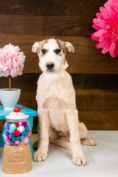 488-26 -  Retriever Dog for Adoption in Brighton, Colorado - 488-26 | PetCurious