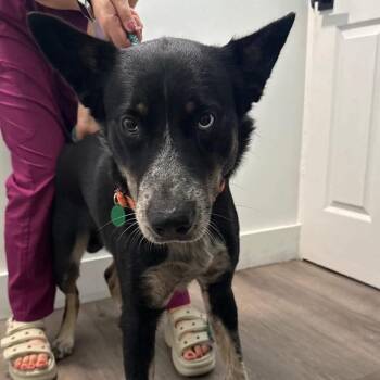 Verde -  Husky Dog for Adoption in Tampa, Florida - Verde | PetCurious