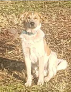 Rescue Cattle Dog and Great Pyrenees Dogs for Adoption in Goldendale, Washington - Trooper | PetCurious