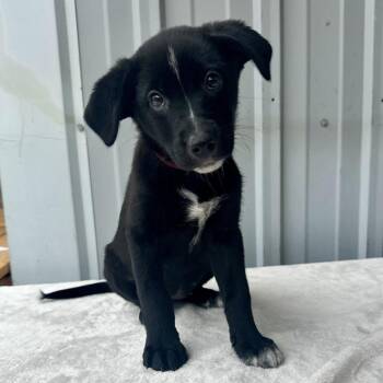 Oreo PR -  Australian Cattle Dog Blue Heeler Dog for Adoption in Union, Missouri - Oreo PR | PetCurious