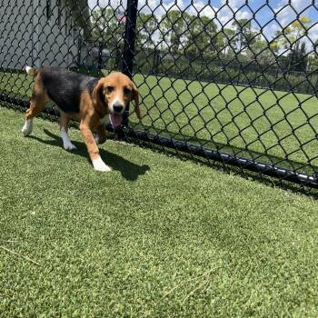 BSF6 6012 Dr. Doof -  Beagle Dog for Adoption in Loxahatchee Groves, Florida - BSF6 6012 Dr. Doof | PetCurious