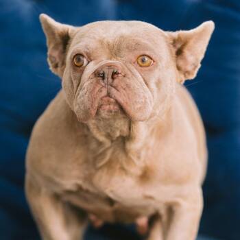 Kaycee -  French Bulldog Dog for Adoption in Zionsville, Indiana - Kaycee | PetCurious