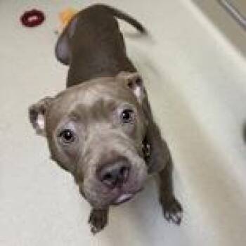 Leaf -  Terrier Dog for Adoption in Mineral Point, Wisconsin - Leaf | PetCurious