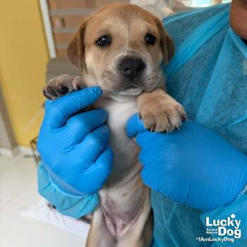 Puppy Poppy -  Retriever Dog for Adoption in Washington, District Of Columbia - Puppy Poppy | PetCurious