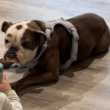 Rosie -  English Bulldog Dog for Adoption in Idaho Falls, Idaho - Rosie | PetCurious