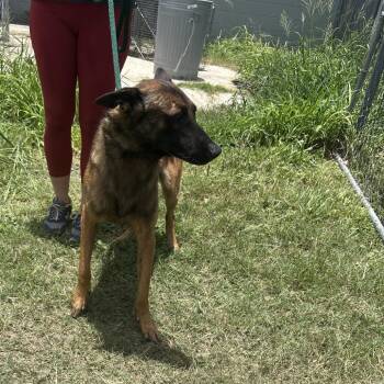 Rocky -  Mixed Breed Dog for Adoption in Austin, Texas - Rocky | PetCurious