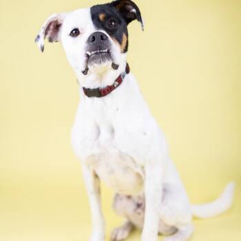 Mixed Breed Dogs Available for Adoption - Nash | PetCurious