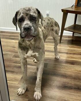 Hulk -  Mastiff Dog for Adoption in Parma, Ohio - Hulk | PetCurious