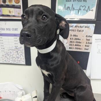 Sally Acorn -  Terrier Dog for Adoption in Birmingham, Alabama - Sally Acorn | PetCurious