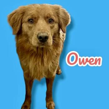 Golden Retriever and Chow Chow Dogs Available for Adoption in Scottsdale, Arizona - Finn (fka Owen) | PetCurious
