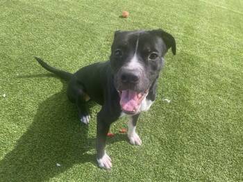 ROCKY -  Pit Bull Terrier Dog for Adoption in Rowlett, Texas - ROCKY | PetCurious