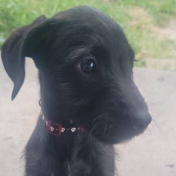 Dahlia -  Poodle and Mixed Breed Dog for Adoption in Dayton, Ohio - Dahlia | PetCurious
