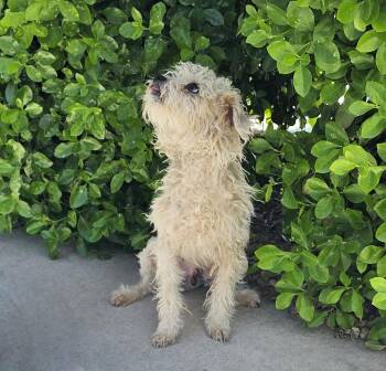 Poodle Dogs Available for Adoption - Adorable Lil Mr Adama = Lap LOVE ! | PetCurious