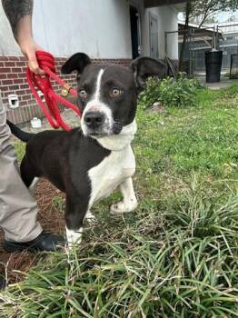 Mixed Breed Dogs Available for Adoption - Tora | PetCurious