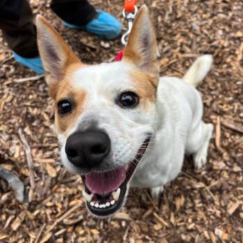 Angel -  Mixed Breed Dog for Adoption in Briarcliff Manor, New York - Angel | PetCurious