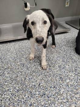 Velma -  Border Collie and Mixed Breed Dog for Adoption in Carthage, Missouri - Velma | PetCurious