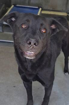 Black Labrador Retriever and German Shepherd Dog Dogs Available for Adoption in Frazier Park, California - Marley | PetCurious
