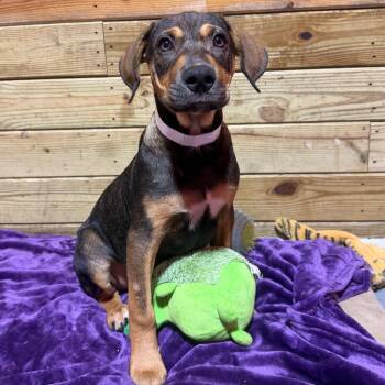 Olly -  Mixed Breed Dog for Adoption in Wappingers Falls, New York - Olly | PetCurious