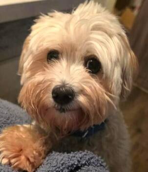 Sterling -  Poodle and Shih Tzu Dog for Adoption in Dallas, Texas - Sterling | PetCurious