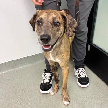 Percy -  Catahoula Leopard Dog and Mixed Breed Dog for Adoption in Abilene, Texas - Percy | PetCurious