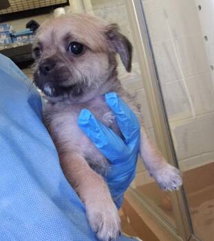 Chia -  Pug Dog for Adoption in Kennewick, Washington - Chia | PetCurious