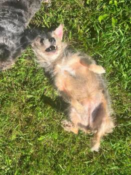 Annie -  Jack Russell Terrier Dog for Adoption in Ogdensburg, New York - Annie | PetCurious