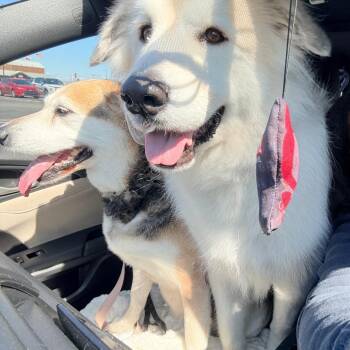 NY Bailey (Foster in Crompond) -  Great Pyrenees and Mixed Breed Dog for Adoption in Eastford, Connecticut - NY Bailey (Foster In Crompond) | PetCurious