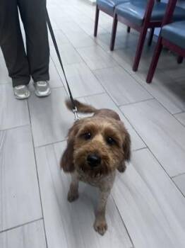 Ellen - 1 -  Poodle and Mixed Breed Dog for Adoption in Daytona Beach, Florida - Ellen - 1 | PetCurious