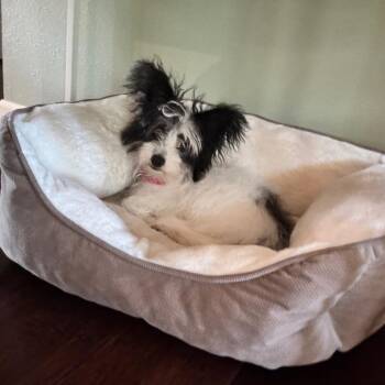 Miley -  Shih Tzu and Chihuahua Dog for Adoption in Pittsburg, Kansas - Miley | PetCurious
