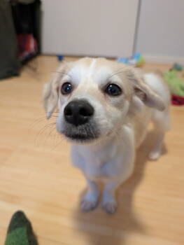 Rescue Chihuahua and Spaniel Dogs for Adoption in Bothell, Washington - Beetle Bug - Adoption Pending | PetCurious