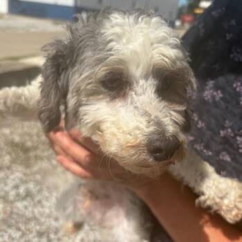 Poodle and Mixed Breed Dogs Available for Adoption in Normal, Illinois - Zimmys | PetCurious