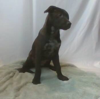 Kanga -  Mixed Breed Dog for Adoption in Georgetown, South Carolina - Kanga | PetCurious
