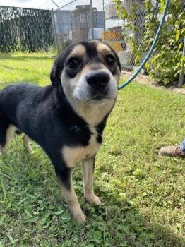 SKIPPY -  German Shepherd Dog and Mixed Breed Dog for Adoption in Corpus Christi, Texas - SKIPPY | PetCurious