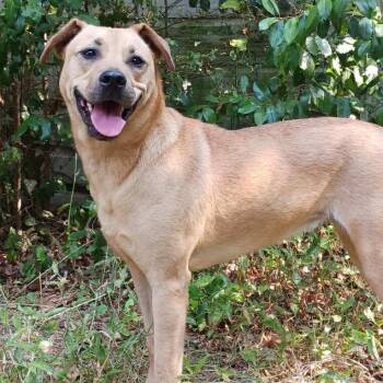 Rescue Black Mouth Cur and Labrador Retriever Dogs for Adoption in Wadena, Minnesota - Remi II | PetCurious