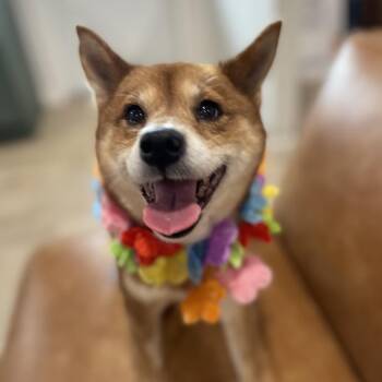 ROXANNE (505) -  Shiba Inu Dog Available for Adoption in Indiantown, Florida - ROXANNE (505) | PetCurious