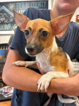 Smores -  Chihuahua and Pug Dog for Adoption in Bolivar, Missouri - Smores | PetCurious