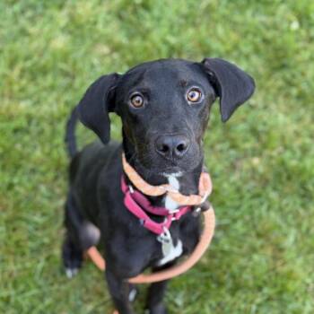 Miles -  Retriever and Hound Dog for Adoption in Pittsford, Vermont - Miles | PetCurious