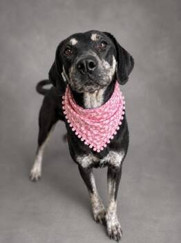 Sylvia -  Hound and Mixed Breed Dog for Adoption in Hardeeville, South Carolina - Sylvia | PetCurious